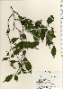  ( - TW021910)  @11 [ ] Copyright (2021) Unspecified Forestry and Forest Products Research Institute