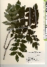  ( - TW021911)  @11 [ ] Copyright (2021) Unspecified Forestry and Forest Products Research Institute