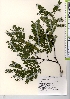  ( - TW021913)  @11 [ ] Copyright (2021) Unspecified Forestry and Forest Products Research Institute