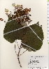  ( - TW021919)  @11 [ ] Copyright (2021) Unspecified Forestry and Forest Products Research Institute