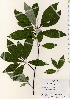  ( - TW021920)  @11 [ ] Copyright (2021) Unspecified Forestry and Forest Products Research Institute