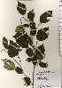  ( - TW021925)  @11 [ ] Copyright (2021) Unspecified Forestry and Forest Products Research Institute