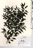  ( - TW021928)  @11 [ ] Copyright (2021) Unspecified Forestry and Forest Products Research Institute