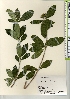  ( - TW021929)  @11 [ ] Copyright (2021) Unspecified Forestry and Forest Products Research Institute