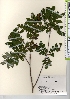  ( - TW021932)  @11 [ ] Copyright (2021) Unspecified Forestry and Forest Products Research Institute