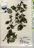  ( - TW021942)  @11 [ ] Copyright (2021) Unspecified Forestry and Forest Products Research Institute