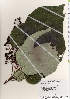  ( - TW021946)  @11 [ ] Copyright (2021) Unspecified Forestry and Forest Products Research Institute