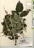  ( - TW021952)  @11 [ ] Copyright (2021) Unspecified Forestry and Forest Products Research Institute