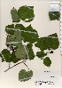  ( - TW021961)  @11 [ ] Copyright (2021) Unspecified Forestry and Forest Products Research Institute