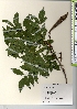  ( - TW021970)  @11 [ ] Copyright (2021) Unspecified Forestry and Forest Products Research Institute