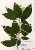 ( - TW021972)  @11 [ ] Copyright (2021) Unspecified Forestry and Forest Products Research Institute