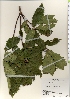  ( - TW021976)  @11 [ ] Copyright (2021) Unspecified Forestry and Forest Products Research Institute