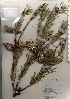  ( - TW021988)  @11 [ ] Copyright (2021) Unspecified Forestry and Forest Products Research Institute