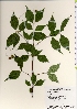  ( - TW021990)  @11 [ ] Copyright (2021) Unspecified Forestry and Forest Products Research Institute