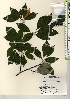  ( - TW021998)  @11 [ ] Copyright (2021) Unspecified Forestry and Forest Products Research Institute