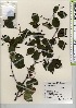  ( - TW022000)  @11 [ ] Copyright (2021) Unspecified Forestry and Forest Products Research Institute
