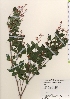  ( - TW022004)  @11 [ ] Copyright (2021) Unspecified Forestry and Forest Products Research Institute