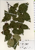  ( - TW022005)  @11 [ ] Copyright (2021) Unspecified Forestry and Forest Products Research Institute