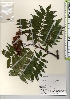 ( - TW022010)  @11 [ ] Copyright (2021) Unspecified Forestry and Forest Products Research Institute