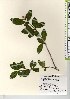 ( - TW022011)  @11 [ ] Copyright (2021) Unspecified Forestry and Forest Products Research Institute
