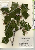  ( - TW022016)  @11 [ ] Copyright (2021) Unspecified Forestry and Forest Products Research Institute