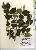  ( - TW022018)  @11 [ ] Copyright (2021) Unspecified Forestry and Forest Products Research Institute