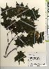  ( - TW022019)  @11 [ ] Copyright (2021) Unspecified Forestry and Forest Products Research Institute