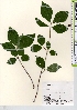  ( - TW022020)  @11 [ ] Copyright (2021) Unspecified Forestry and Forest Products Research Institute