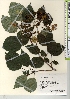  ( - TW022021)  @11 [ ] Copyright (2021) Unspecified Forestry and Forest Products Research Institute