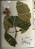  ( - TW022022)  @11 [ ] Copyright (2021) Unspecified Forestry and Forest Products Research Institute