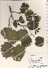  ( - TW022028)  @11 [ ] Copyright (2021) Unspecified Forestry and Forest Products Research Institute