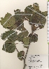  ( - TW022030)  @11 [ ] Copyright (2021) Unspecified Forestry and Forest Products Research Institute