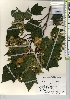  ( - TW022037)  @11 [ ] Copyright (2021) Unspecified Forestry and Forest Products Research Institute
