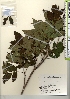  ( - TW022038)  @11 [ ] Copyright (2021) Unspecified Forestry and Forest Products Research Institute