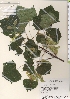  ( - TW022043)  @11 [ ] Copyright (2021) Unspecified Forestry and Forest Products Research Institute