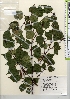  ( - TW022045)  @11 [ ] Copyright (2021) Unspecified Forestry and Forest Products Research Institute