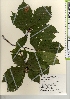  ( - TW022049)  @11 [ ] Copyright (2021) Unspecified Forestry and Forest Products Research Institute