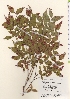  ( - TW022056)  @11 [ ] Copyright (2021) Unspecified Forestry and Forest Products Research Institute