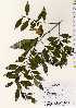  ( - TW022495)  @11 [ ] Copyright (2021) Unspecified Forestry and Forest Products Research Institute