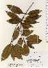  (Osmanthus fragrans var. aurantiacus f. thunbergii - TW022499)  @11 [ ] Copyright (2021) Unspecified Forestry and Forest Products Research Institute