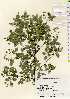  ( - TW022500)  @11 [ ] Copyright (2021) Unspecified Forestry and Forest Products Research Institute