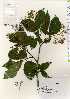  ( - TW022502)  @11 [ ] Copyright (2021) Unspecified Forestry and Forest Products Research Institute