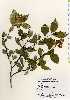  ( - TW022504)  @11 [ ] Copyright (2021) Unspecified Forestry and Forest Products Research Institute