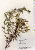  ( - TW022508)  @11 [ ] Copyright (2021) Unspecified Forestry and Forest Products Research Institute