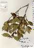  ( - TW022509)  @11 [ ] Copyright (2021) Unspecified Forestry and Forest Products Research Institute