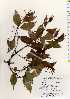  ( - TW022511)  @11 [ ] Copyright (2021) Unspecified Forestry and Forest Products Research Institute