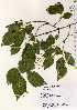  ( - TW022512)  @11 [ ] Copyright (2021) Unspecified Forestry and Forest Products Research Institute
