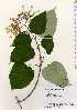  ( - TW022515)  @11 [ ] Copyright (2021) Unspecified Forestry and Forest Products Research Institute