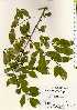  ( - TW022517)  @11 [ ] Copyright (2021) Unspecified Forestry and Forest Products Research Institute