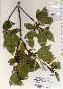  ( - TW022522)  @11 [ ] Copyright (2021) Unspecified Forestry and Forest Products Research Institute